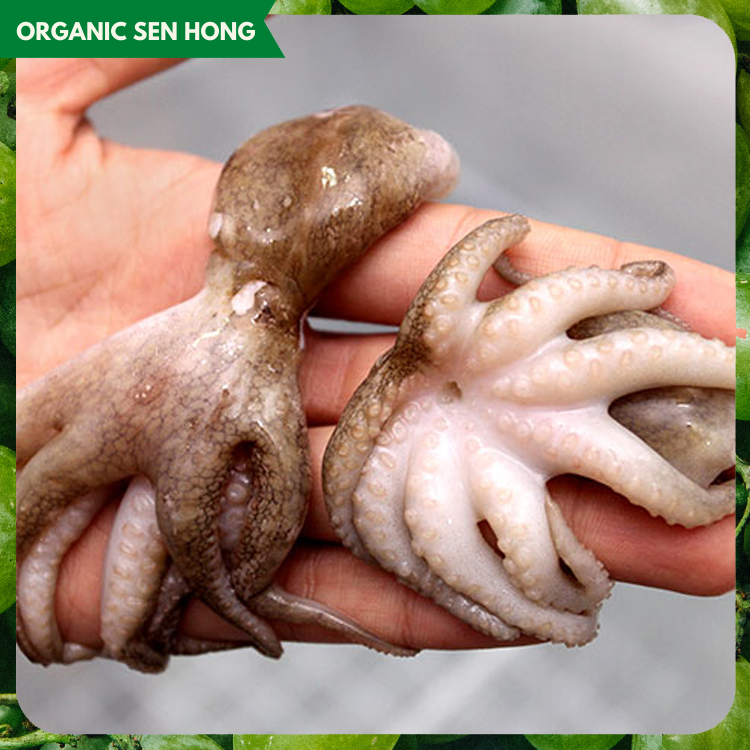 Bạch tuộc nguyên con làm sạch size 20/40 500gr