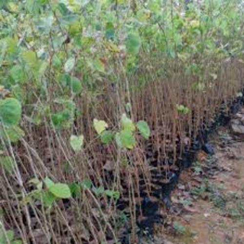 COM BO 2 CÂY BAN TRẮNG CÂY GIỐNG