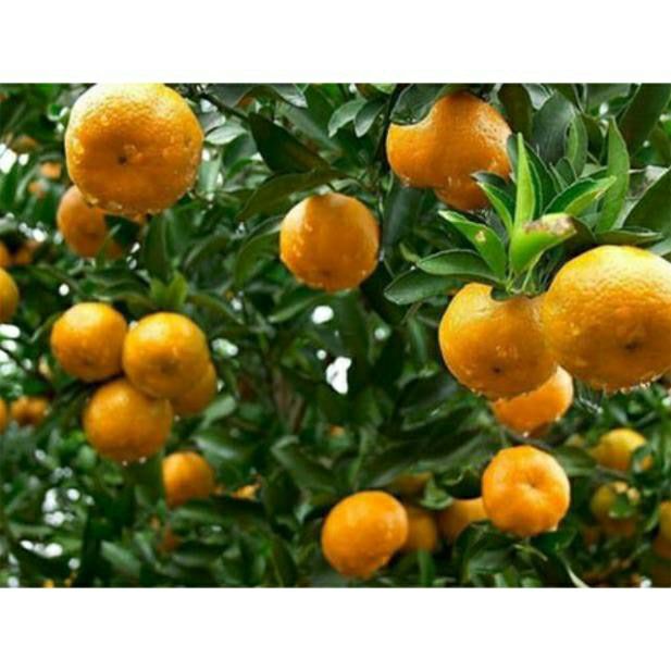 CÂY GIỐNG QUÝT THÁI KHÔNG HẠT