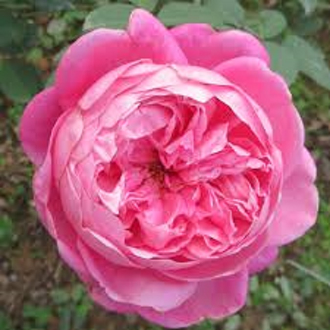 COMBO 3 BẦU CÂY GIỐNG Hoa hồng cổ Sapa Hoa hồng rực rỡ xứ Tây Bắc,