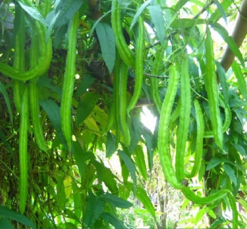 Hạt giống Đậu Rồng Xanh - gói 5gram