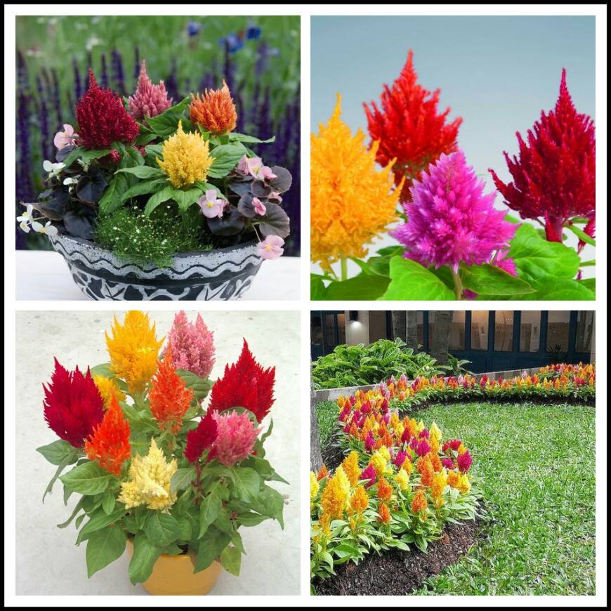 Mixed Color Fire Cockatoo Flower Seeds - Pack of 100 Seeds - Vtnt1
