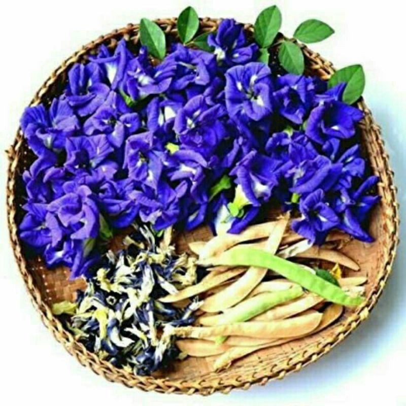 Hạt giống hoa đậu biếc dễ trồng