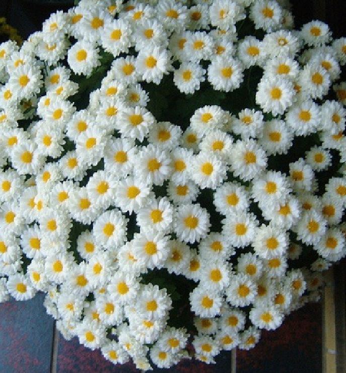 Hạt giống hoa cúc họa mi - gói 50 hạt