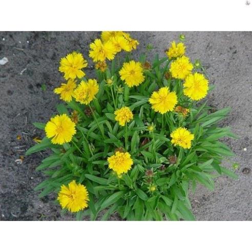 FENDONA 5ml Thuốc diệt muỗi, côn trùng
