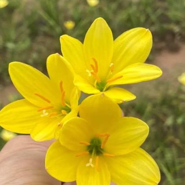 Củ hoa huệ mưa vàng -( củ to đẹp ) lên 100%