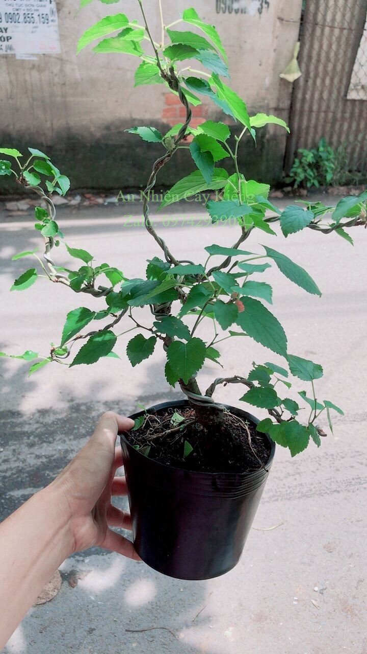 Cây dâu tầm bonsai cho sai trái