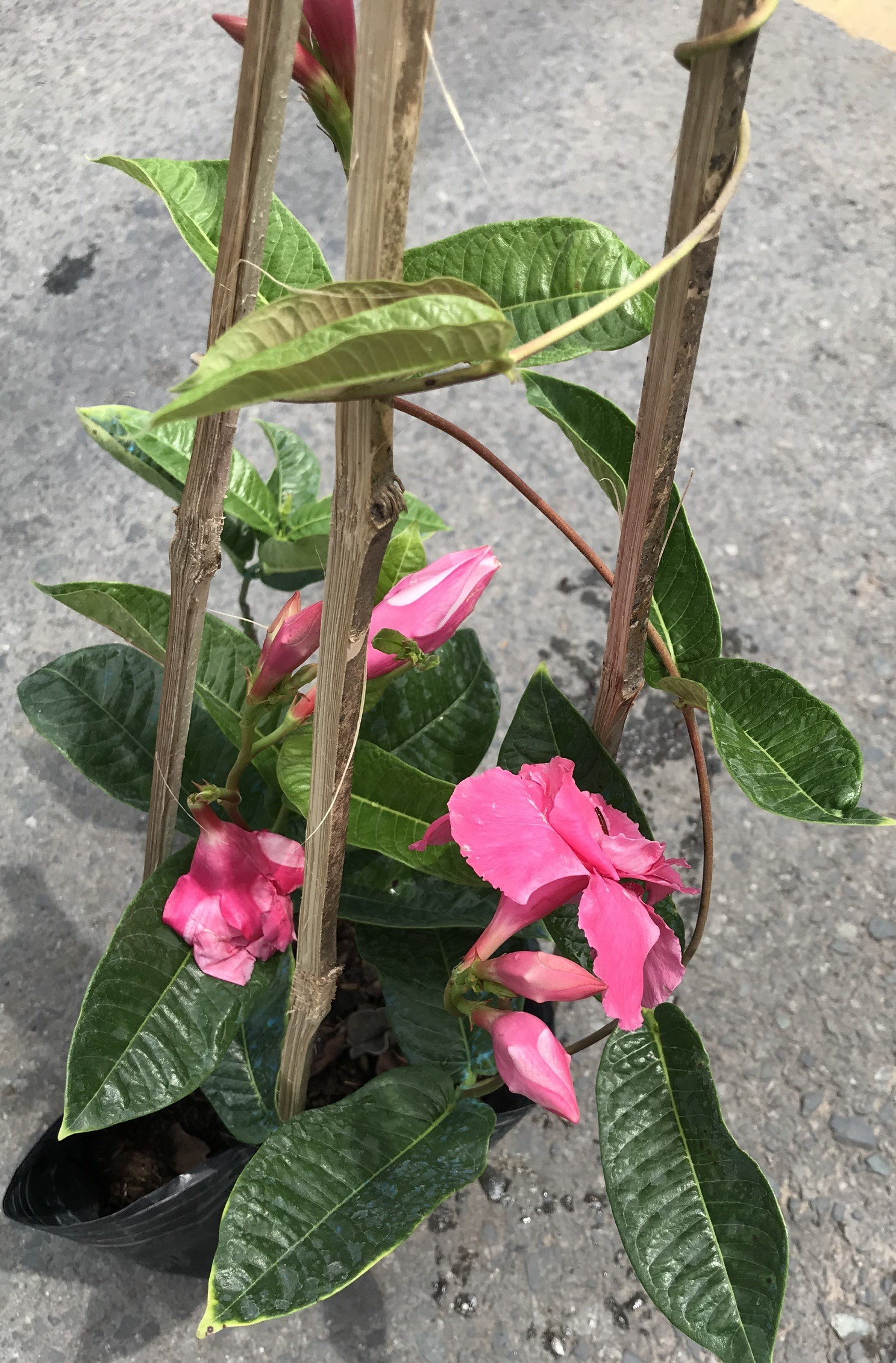 Chậu dây leo Hồng Anh