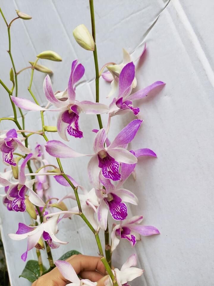 HOA LAN DENRO URAWAN NẮNG THƠM