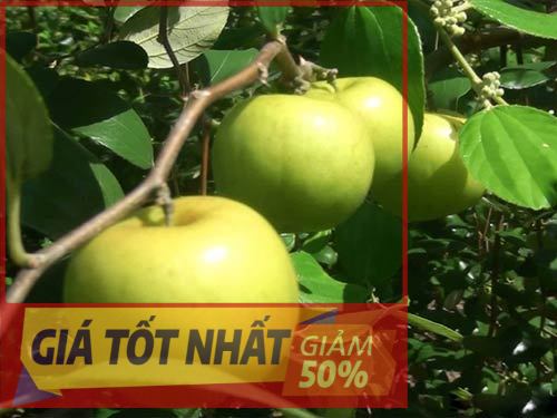 Cây TÁO THÁI MIỀN NAM ghép, giống cây siêu quả, quả TO, cam kết chất lượng