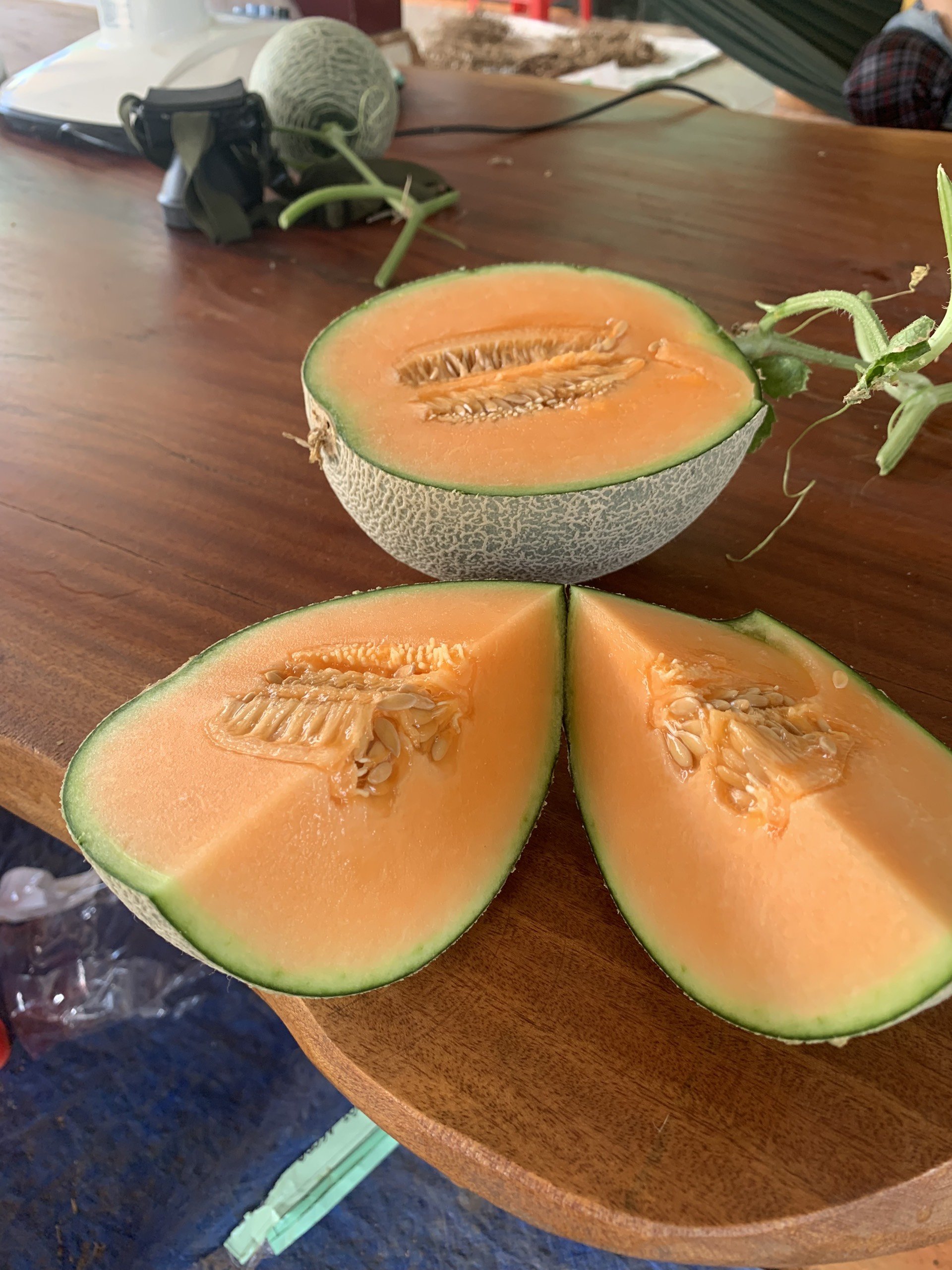 Hạt giống dưa lưới ONE Siêu Ngọt, Trái Nặng, Lưới Đều_KIEUFARM