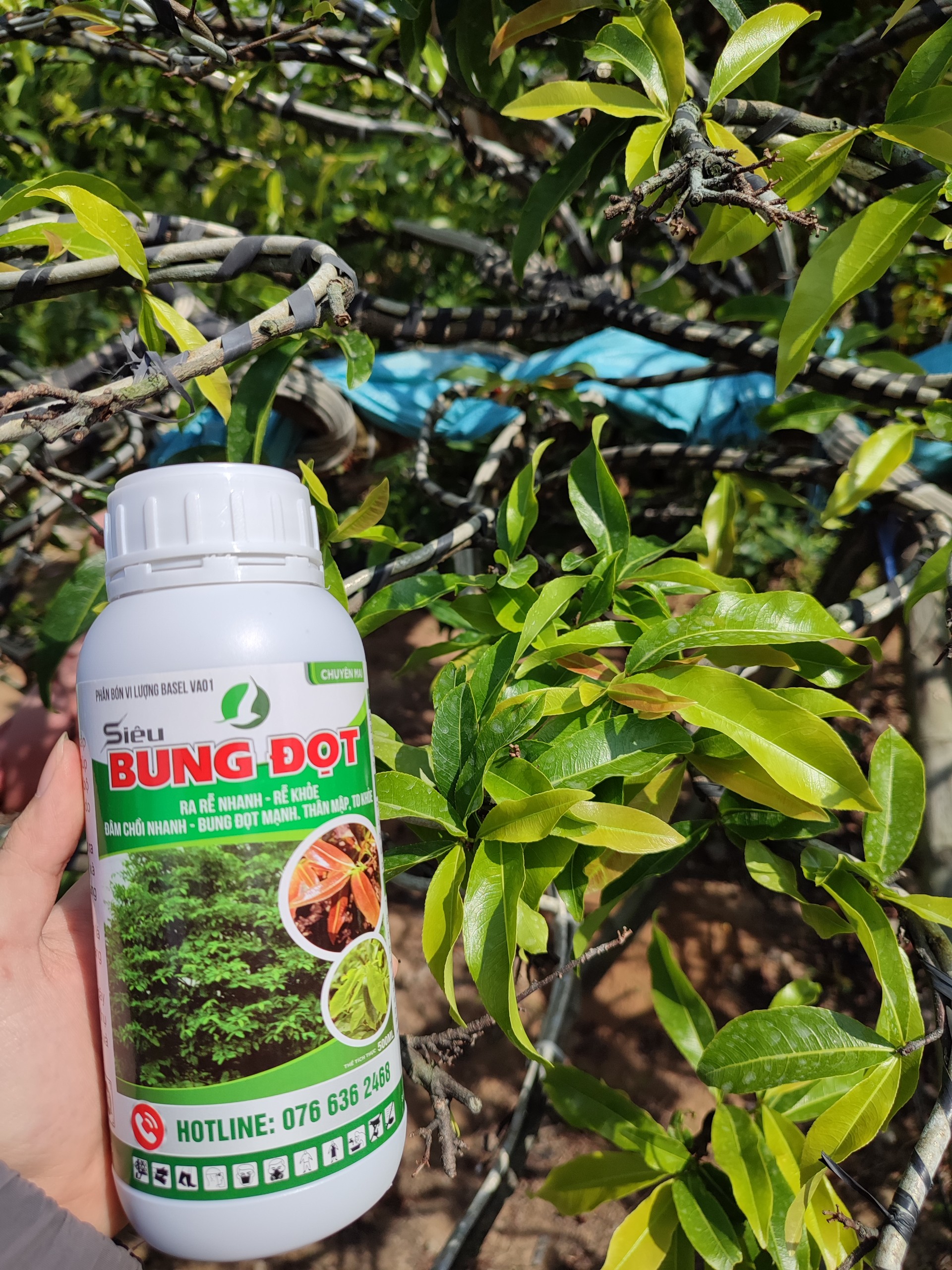 BUNG ĐỌT RA RỄ MAI VÀNG 500ML