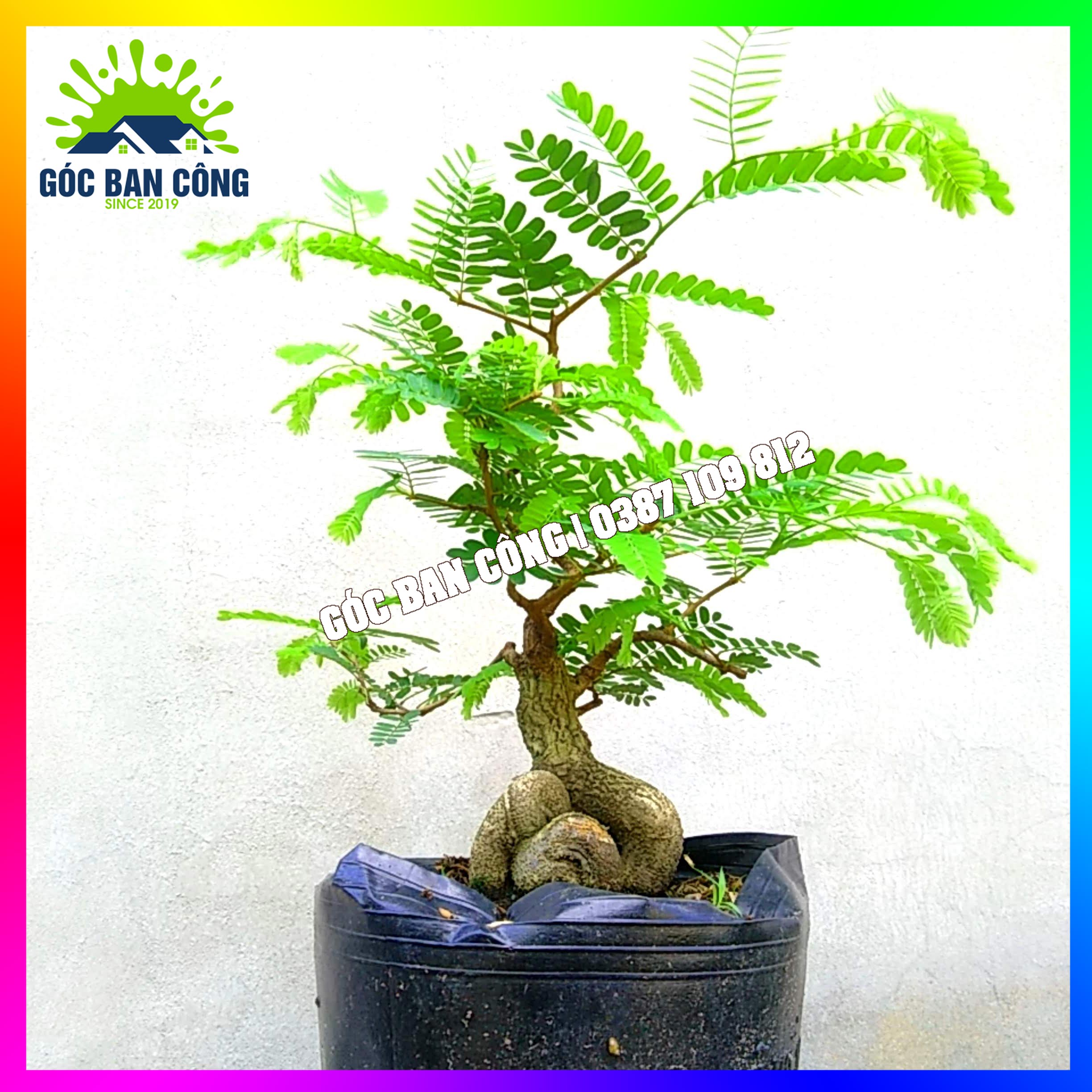 Cây Me Bonsai Mini - MCBS05