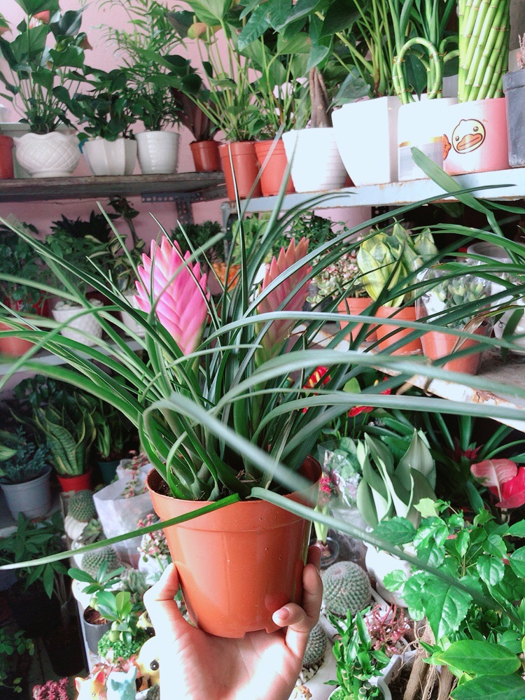 Thẻ Bài Hồng Hàng Đẹp Bán Chạy