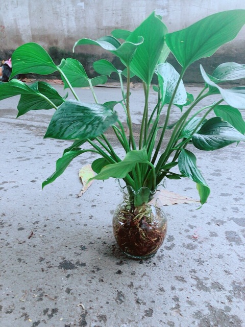 Chậu Cây Thanh Tâm Thuỷ Sinh
