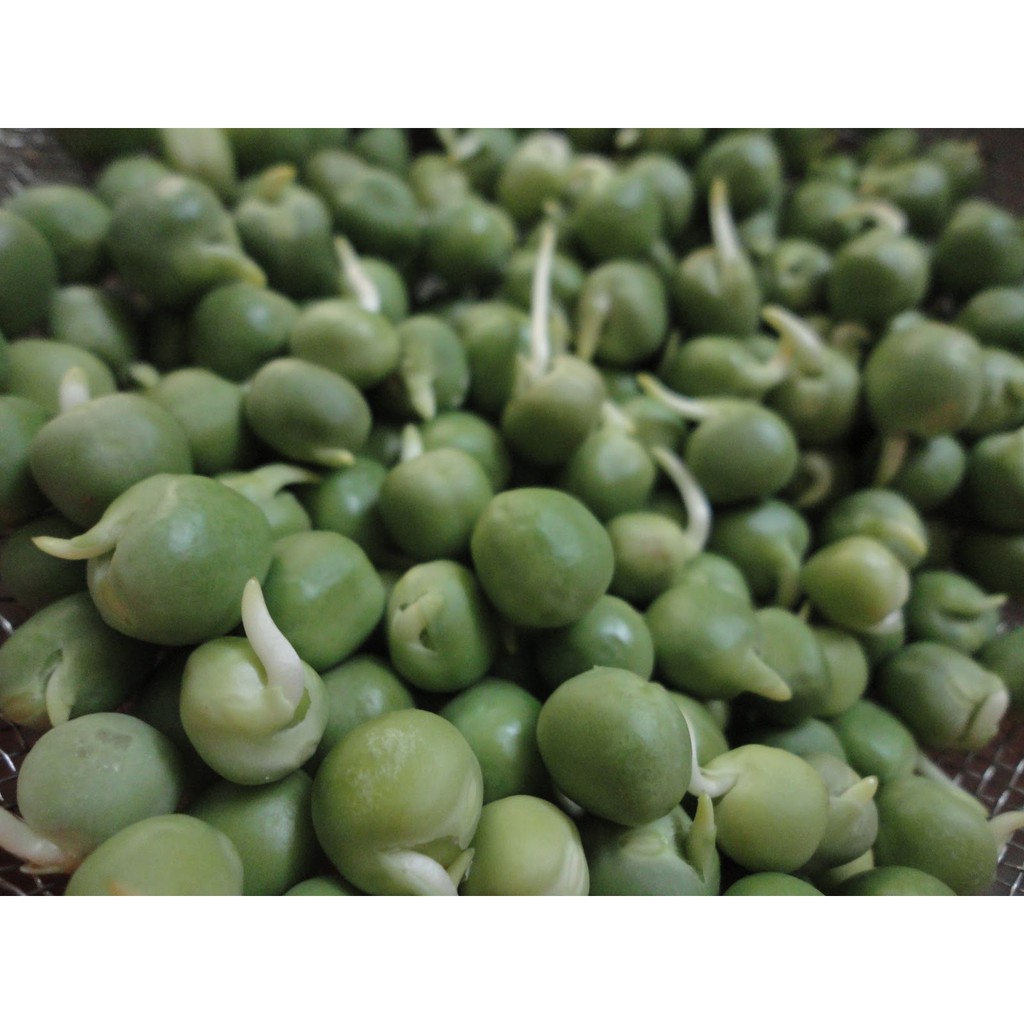 HẠT GIỐNG RAU MẦM ĐẬU HÀ LAN 50 GRAM