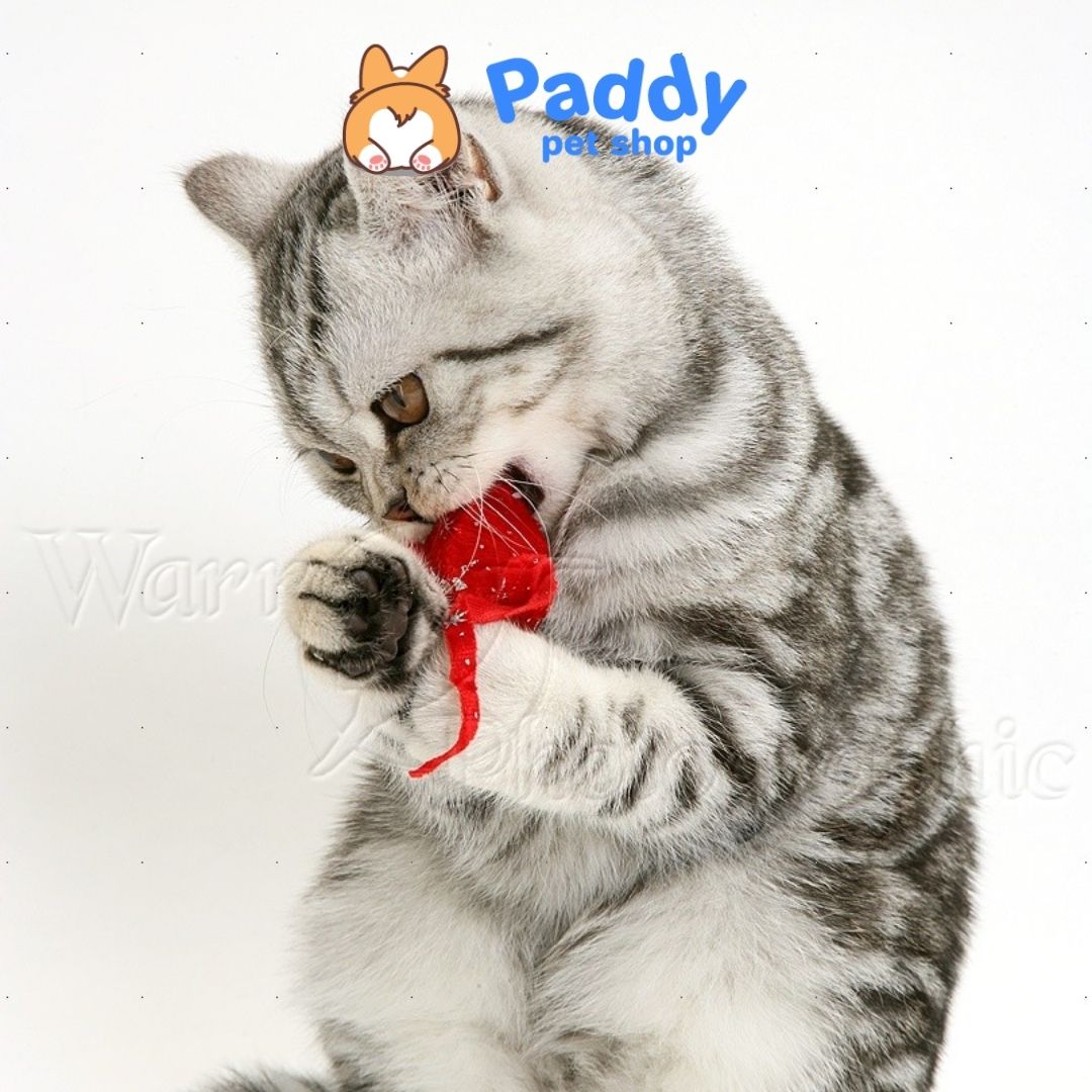 Đồ Chơi Cho Mèo Hộp 6 Chuột Mini CattyMan