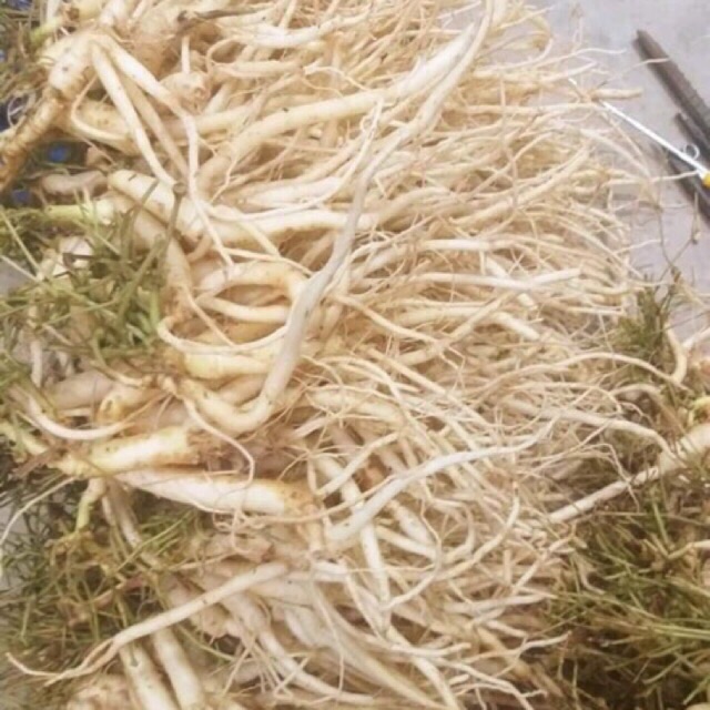 1kg sâm dây Ngọc linh Kon Tum