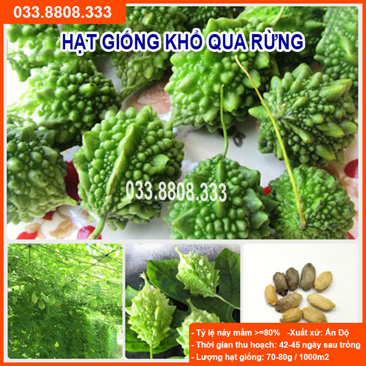 Hạt giống khổ qua rừng chất lượng cao, giống chuẩn