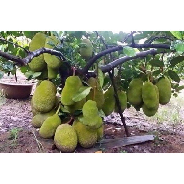 CÂY GIỐNG MÍT THÁI SIÊU SỚM CHANGAI