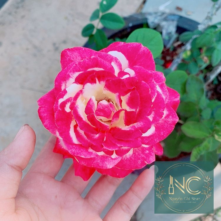 Mắt Kính Cầu vồng cho bé yêu