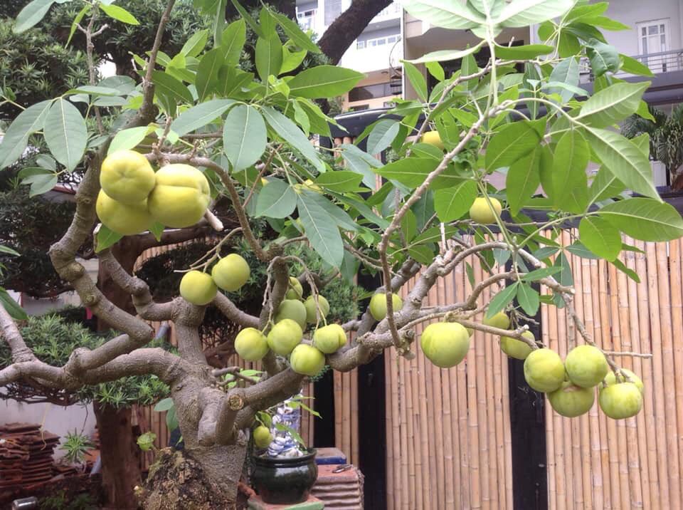 cây bánh kem 6 tháng cây cho trái
