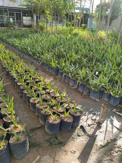Conbo 5 cây trà là giống chuẩn
