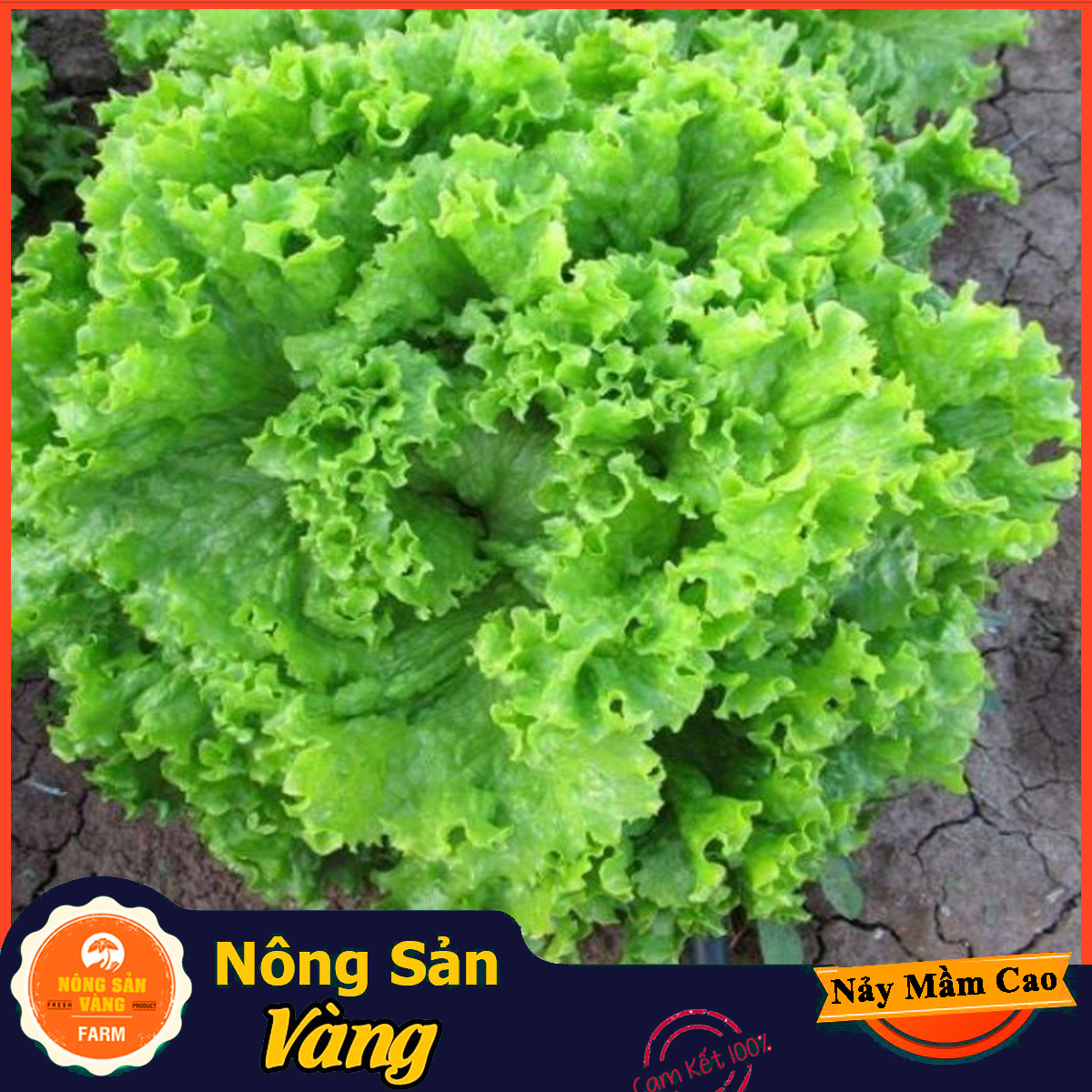 Great taste sweet and delicious fruit green ombre seed extract with high capacity (0,5 gram pack)-shallow yellow