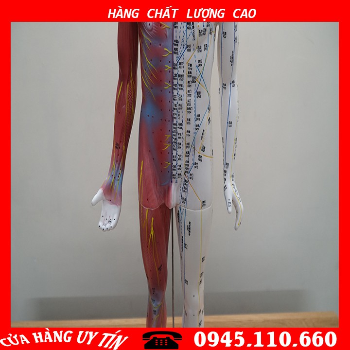 [HCM][MÔ HÌNH] Mô Hình Huyệt Vị - Mô Hình Châm Cứu Loại 85cm