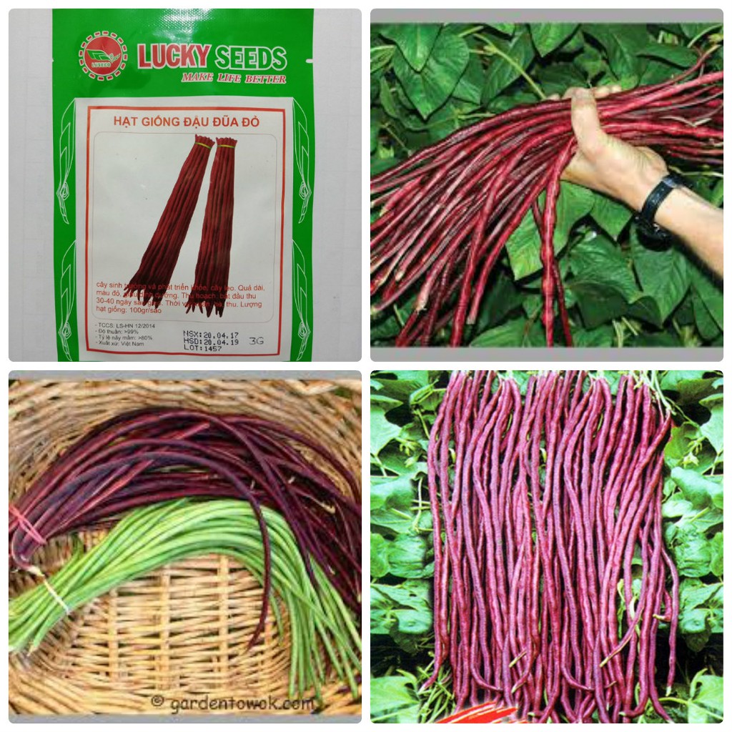Combo of 2 Packs of Cowpea Seeds (1 Pack of Green and 1 Pack of Red)