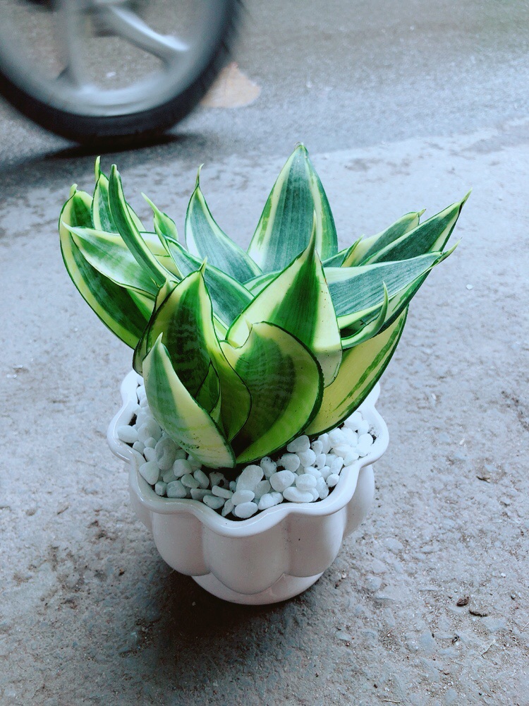 [HCM]Chậu Lưỡi Hổ Thái Vàng