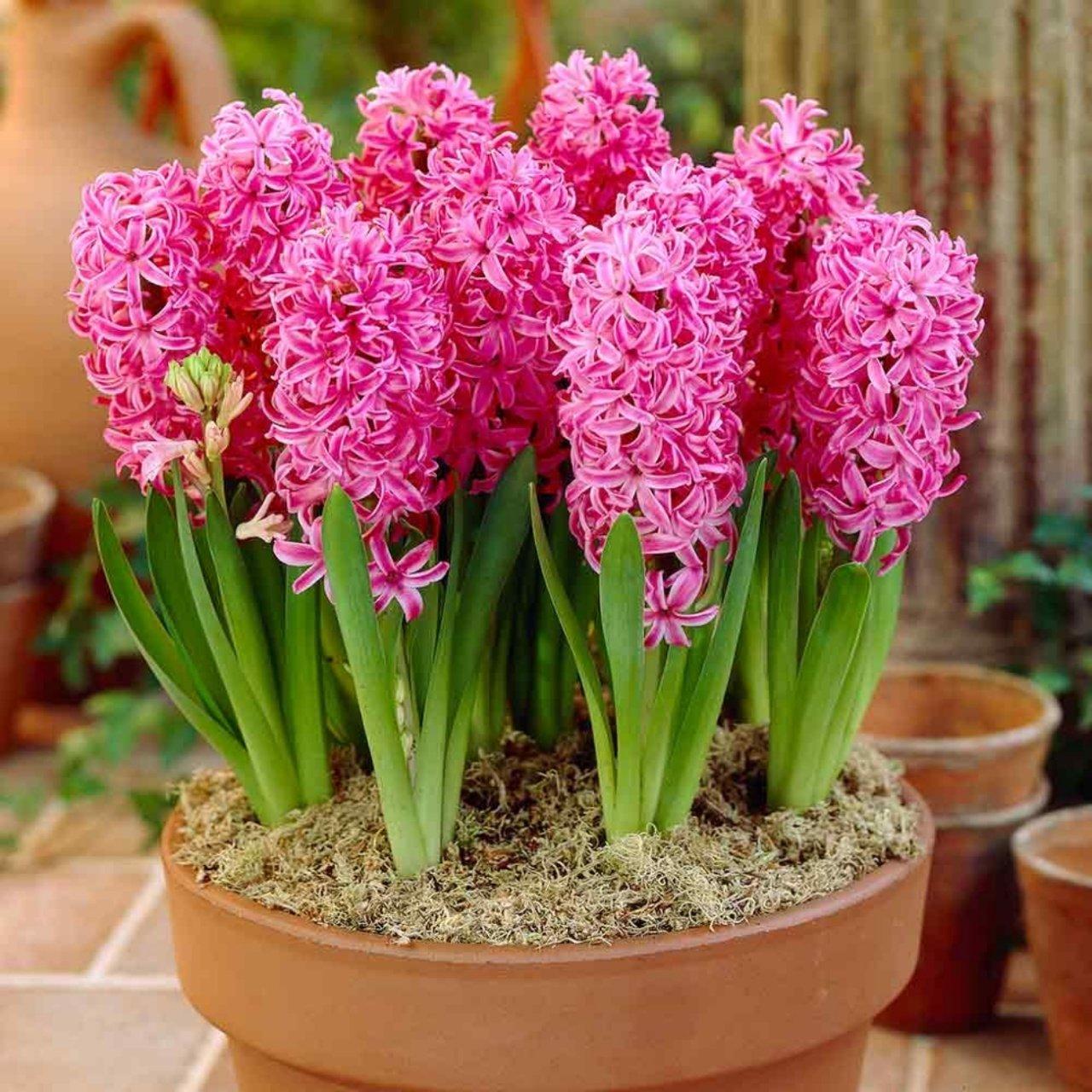 Củ hoa tiên ông màu mix