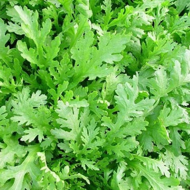 Hạt giống rau Tần ô (10gram/bịch)