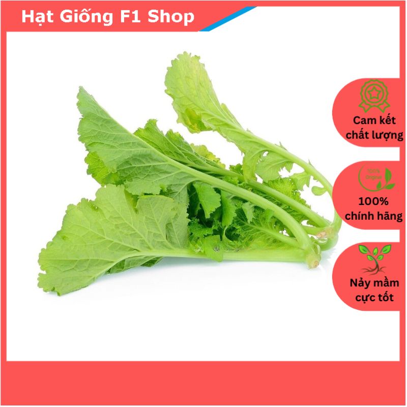 Hạt giống cải bẹ mào gà 20 gam dễ trồng