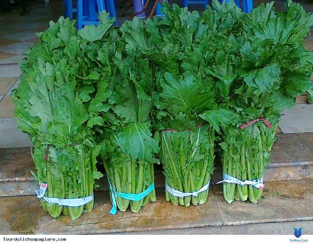 Hạt Giống Rau Cải Mèo
