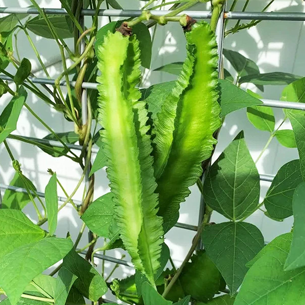 🌱hạt giống đậu rồng 🌱 - gói 10 gr - tỉ lệ nảy mầm cao