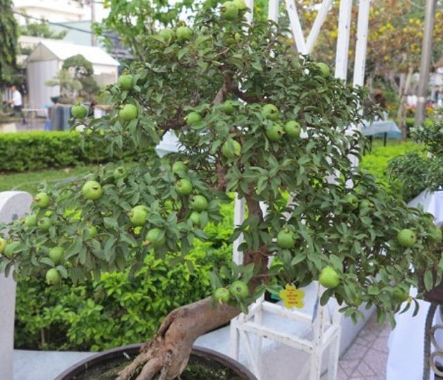 Cây ổi tàu, ổi kiểng, cây to đang quả