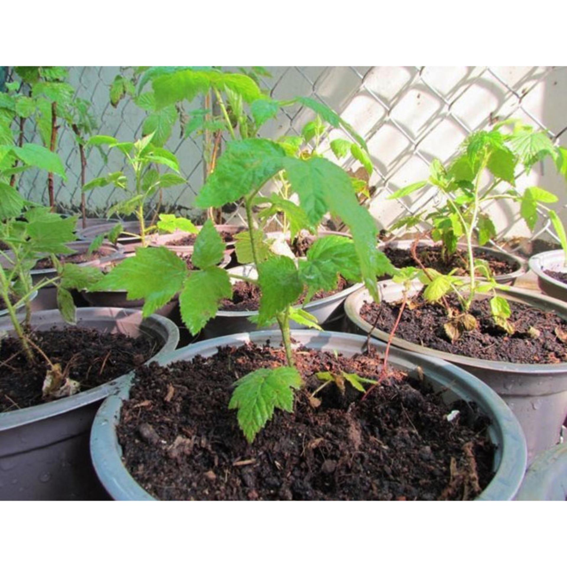 30 Hạt giống Mâm xôi đen (tặng Kích nẩy mầm, Hướng dẫn ươm)
