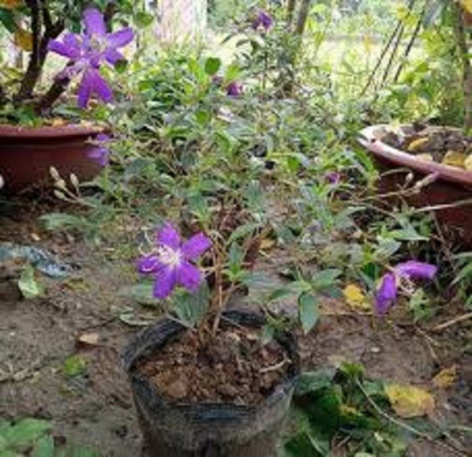 CHẬU HOA SIM TÍM THÁI LAN SIÊU ĐẸP
