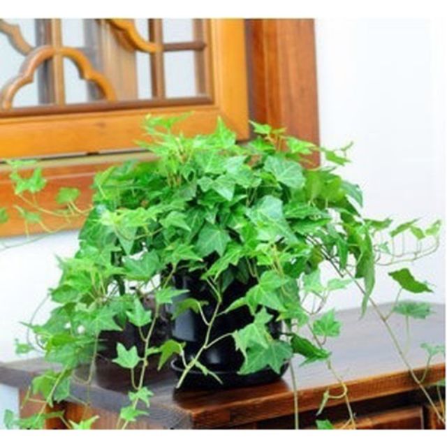 MA60 GÓI Hạt Giống Dây Thường Xuân (5-10 Hạt)