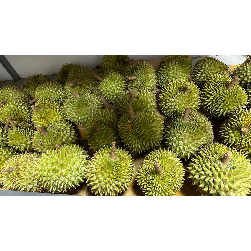 Cây giống sầu riêng ri6 mini (Trồng chậu được)