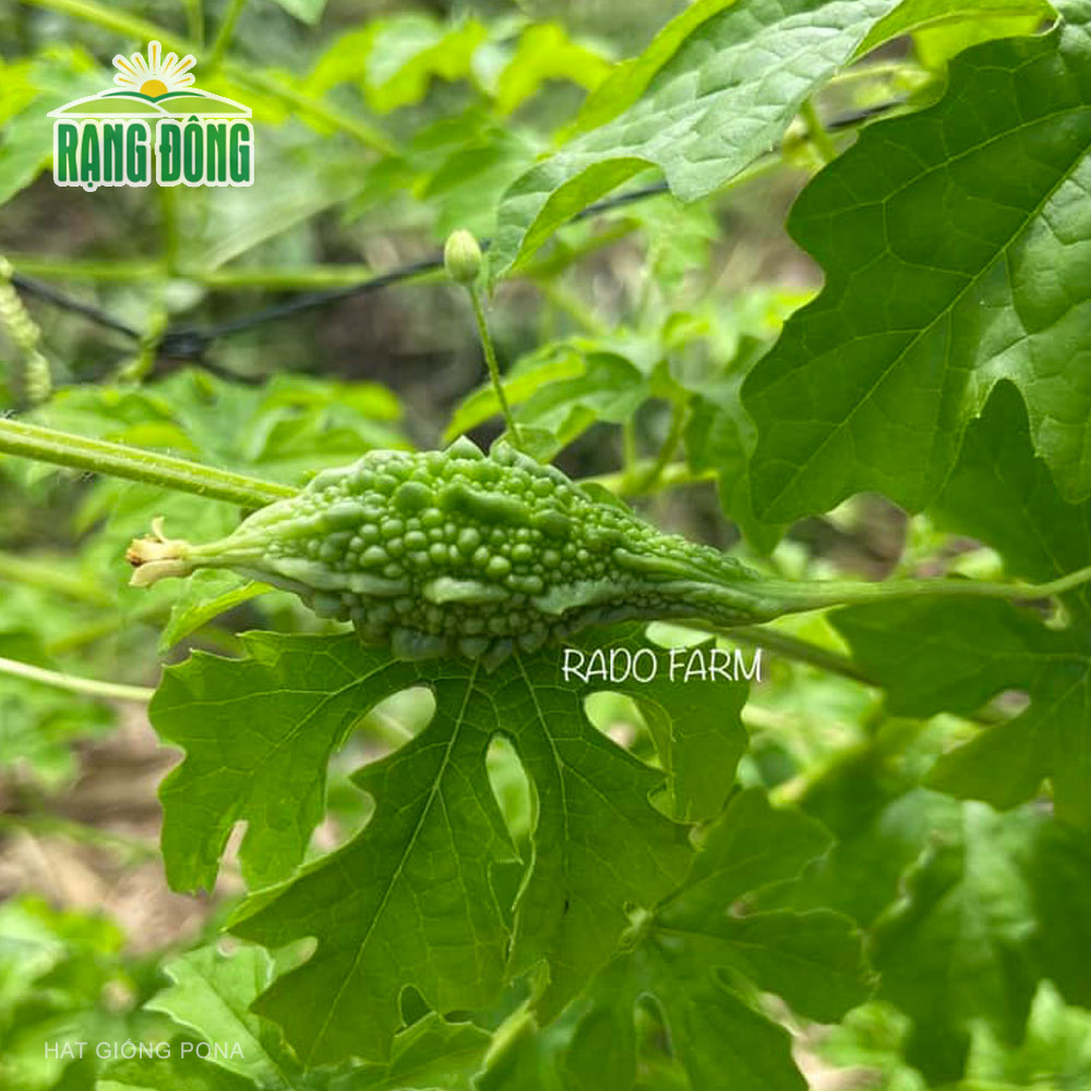 Hạt giống Khổ qua rừng RADO 52 (1g) - Hạt giống Rạng Đông