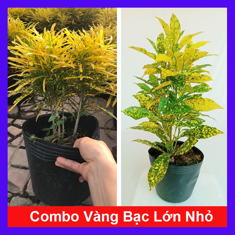 Combo phong thủy 2 cây vàng bạc lớn nhỏ tặng phân bón cho cây