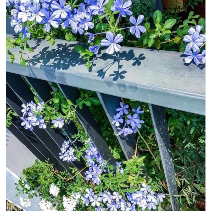 Chậu cây thanh xà - Plumbago auriculate