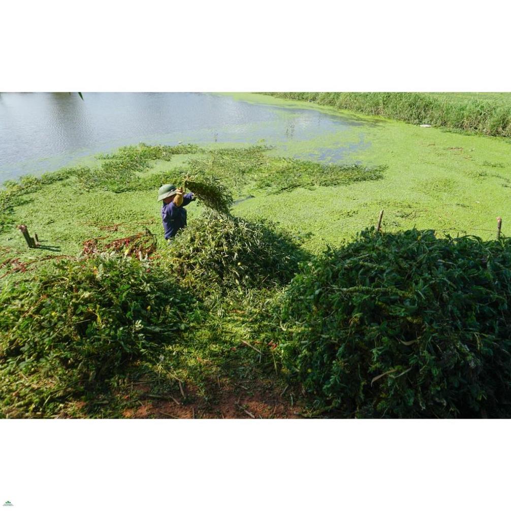 Hạt giống Rau Nhúc - Gói 1 gram ( Rau Nhút )