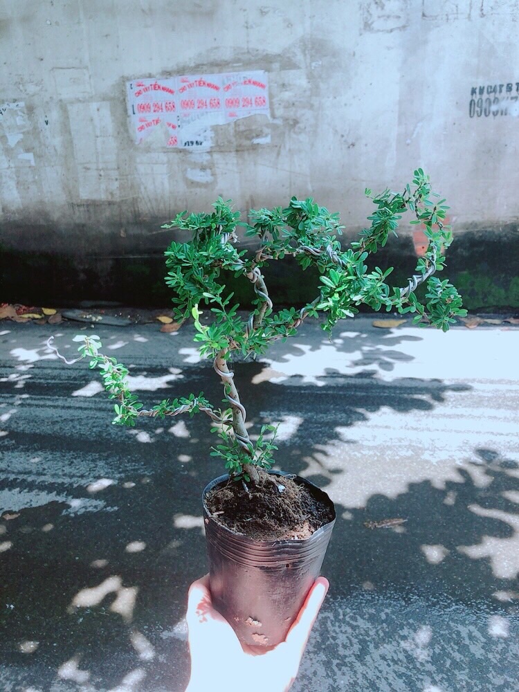 Linh Sam Bonsai