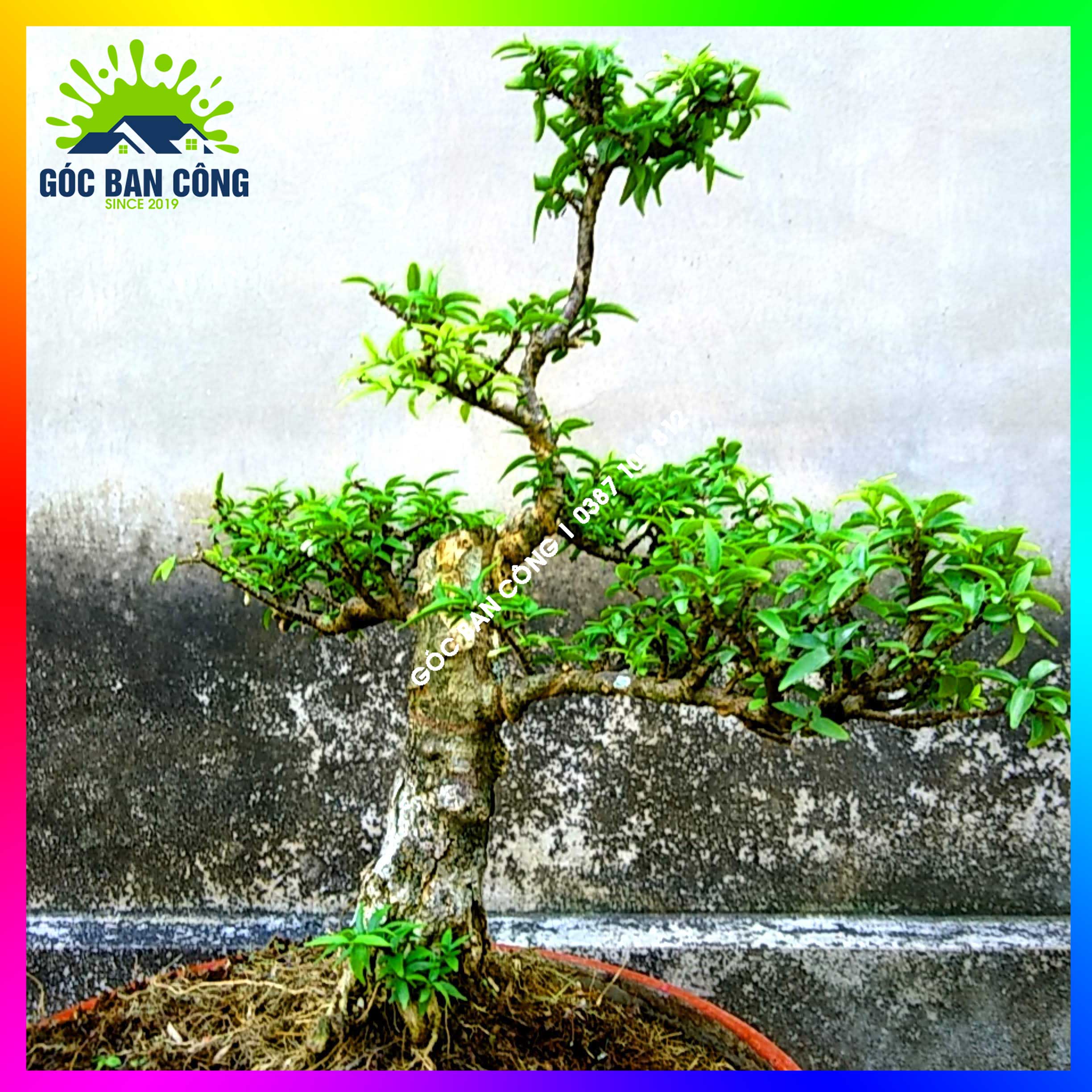Mai Chiếu Thủy Kim Giòn Bonsai Mini - CTBS04