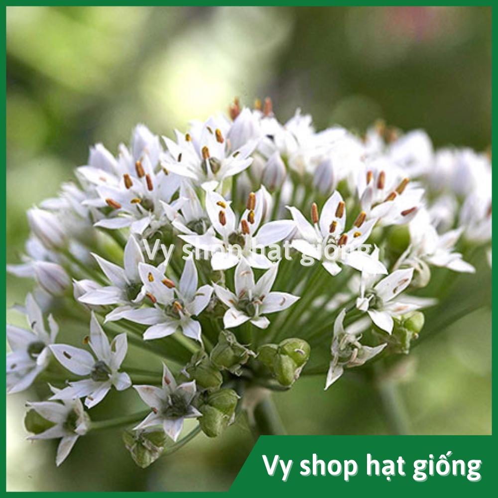 Hạt giống hẹ ăn lá Thái Lan gói 230 hạt