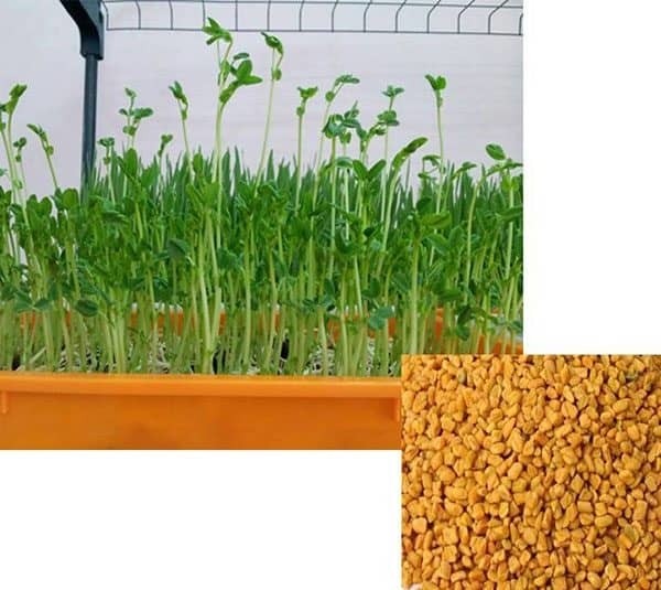 Hạt Giống Rau Mầm Đậu Hà Lan - Gói 50 gram