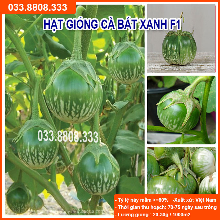 HẠT GIỐNG CÀ BÁT XANH QUẢ TRÒN - QUẢ TO ĐẸP